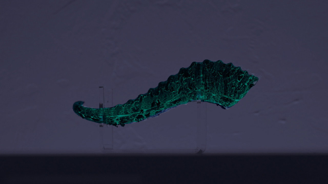 Whispers backdrop