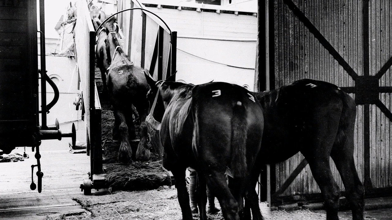 Clydesdale: Saving the Greatest Horse backdrop