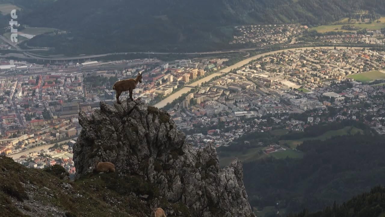 Wildes Innsbruck: Zwischen Moderne und alpiner Wildnis backdrop