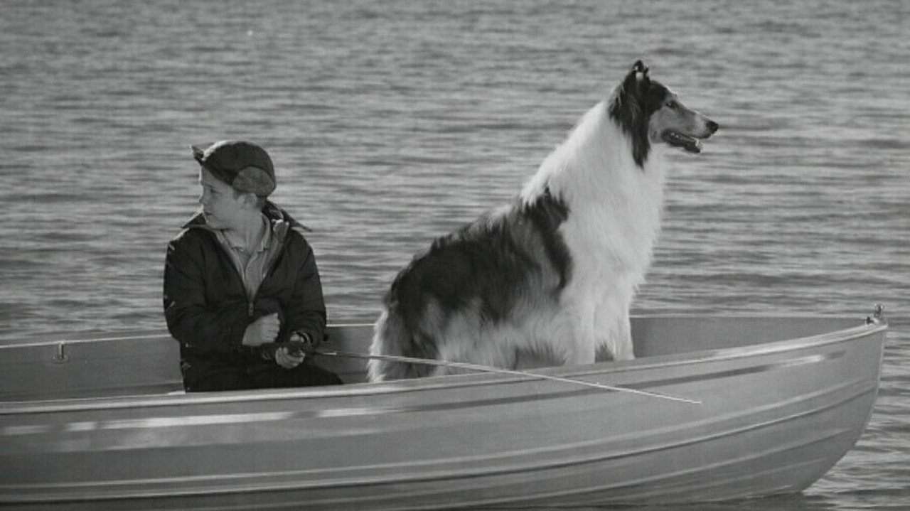 Lassie: Disappearance backdrop