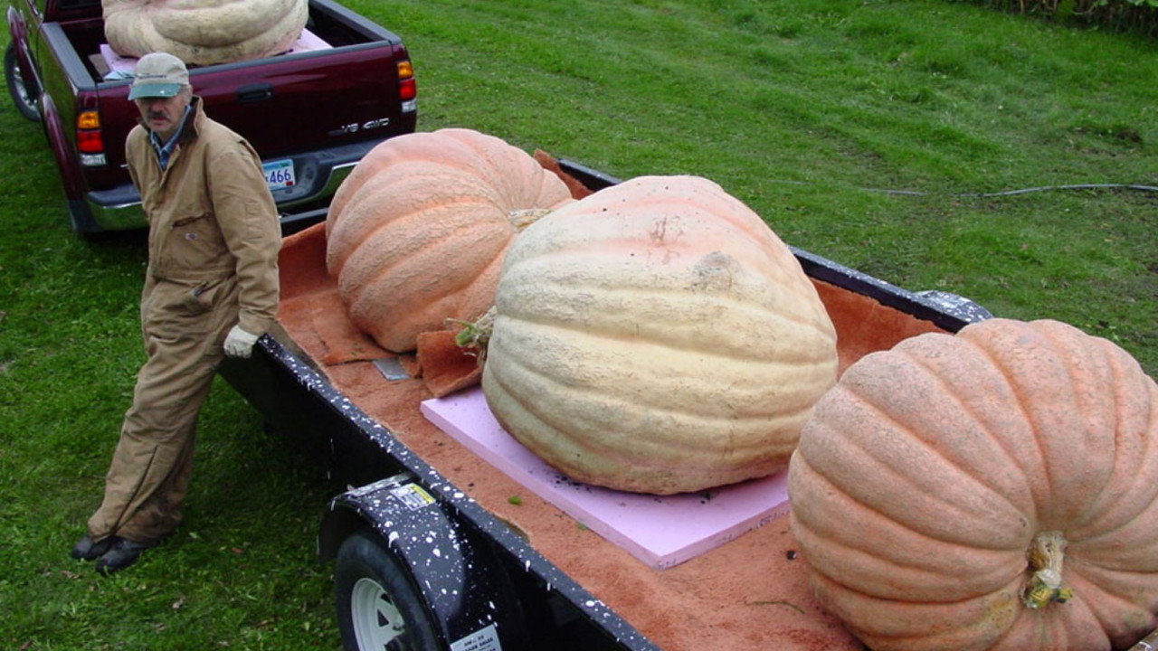 Bill's Big Pumpkins backdrop
