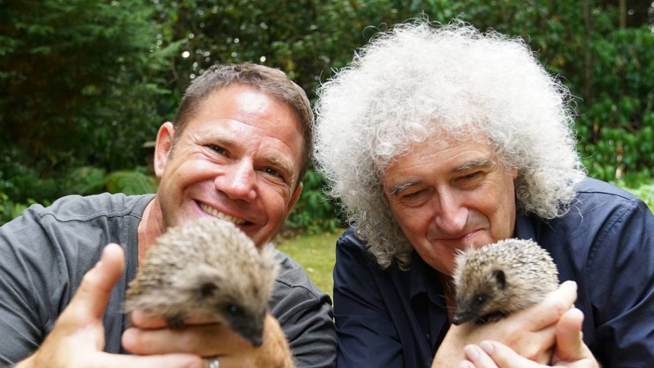 Meet the Hedgehogs backdrop