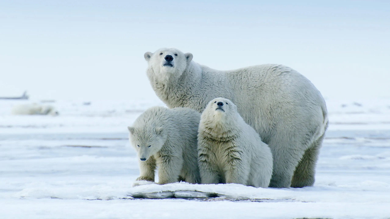 The Arctic: Our Last Great Wilderness backdrop