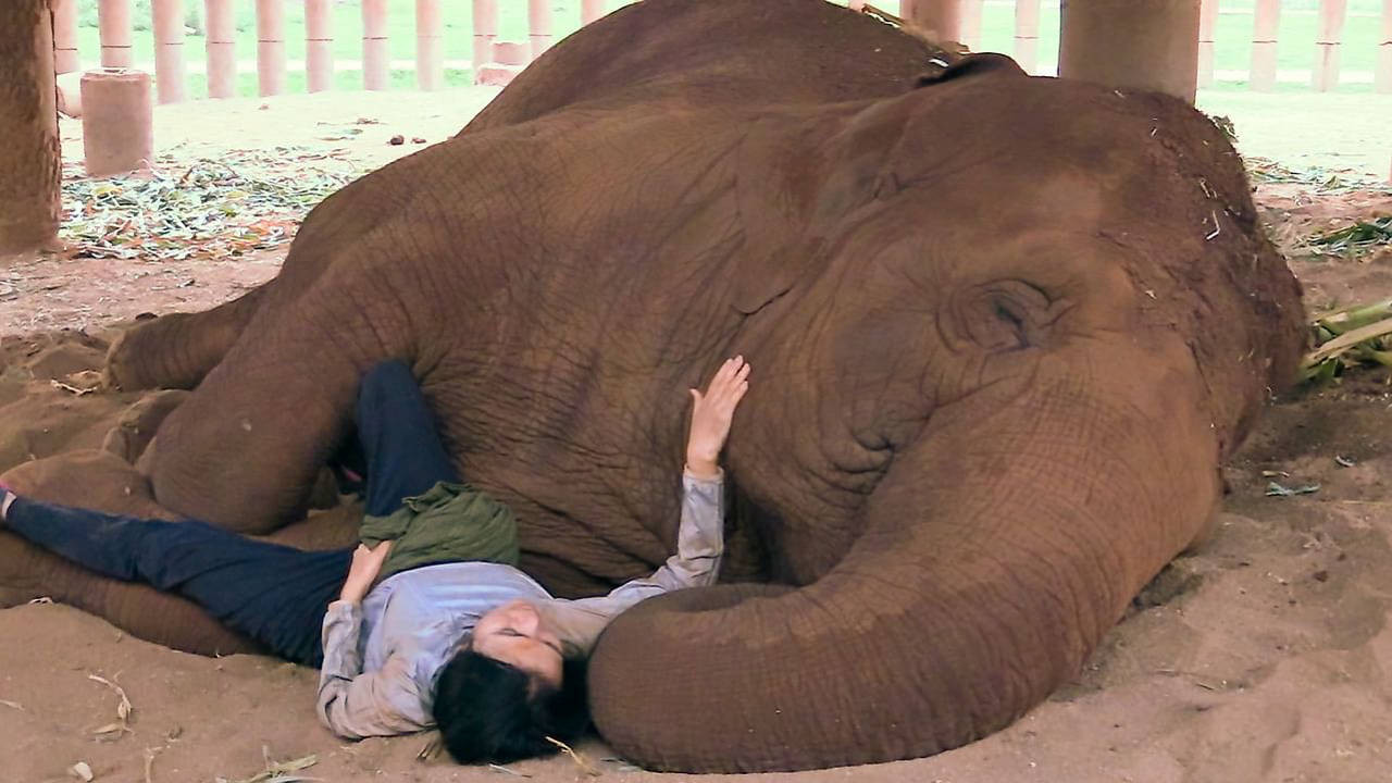 Elephant Mother backdrop