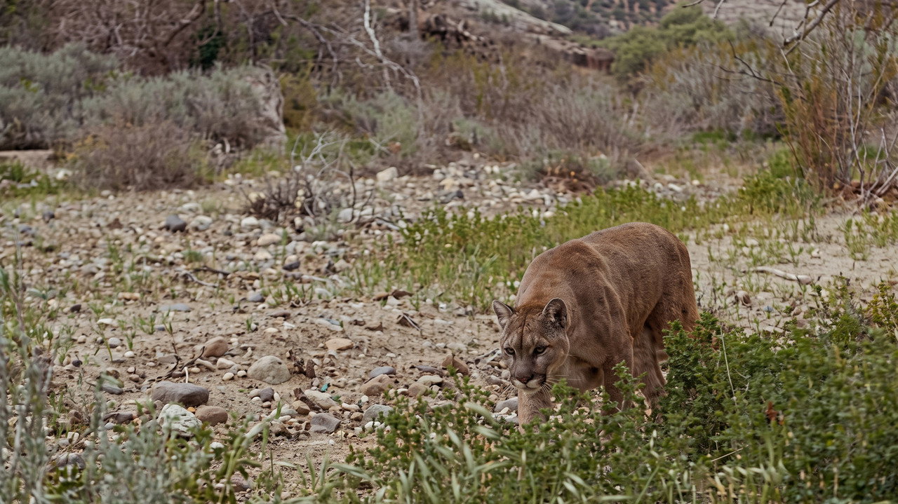 Lassie and the Flight of the Cougar backdrop