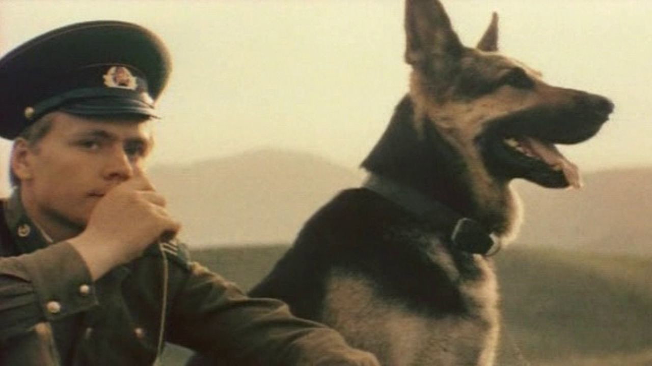 Border Dog Scarlet backdrop