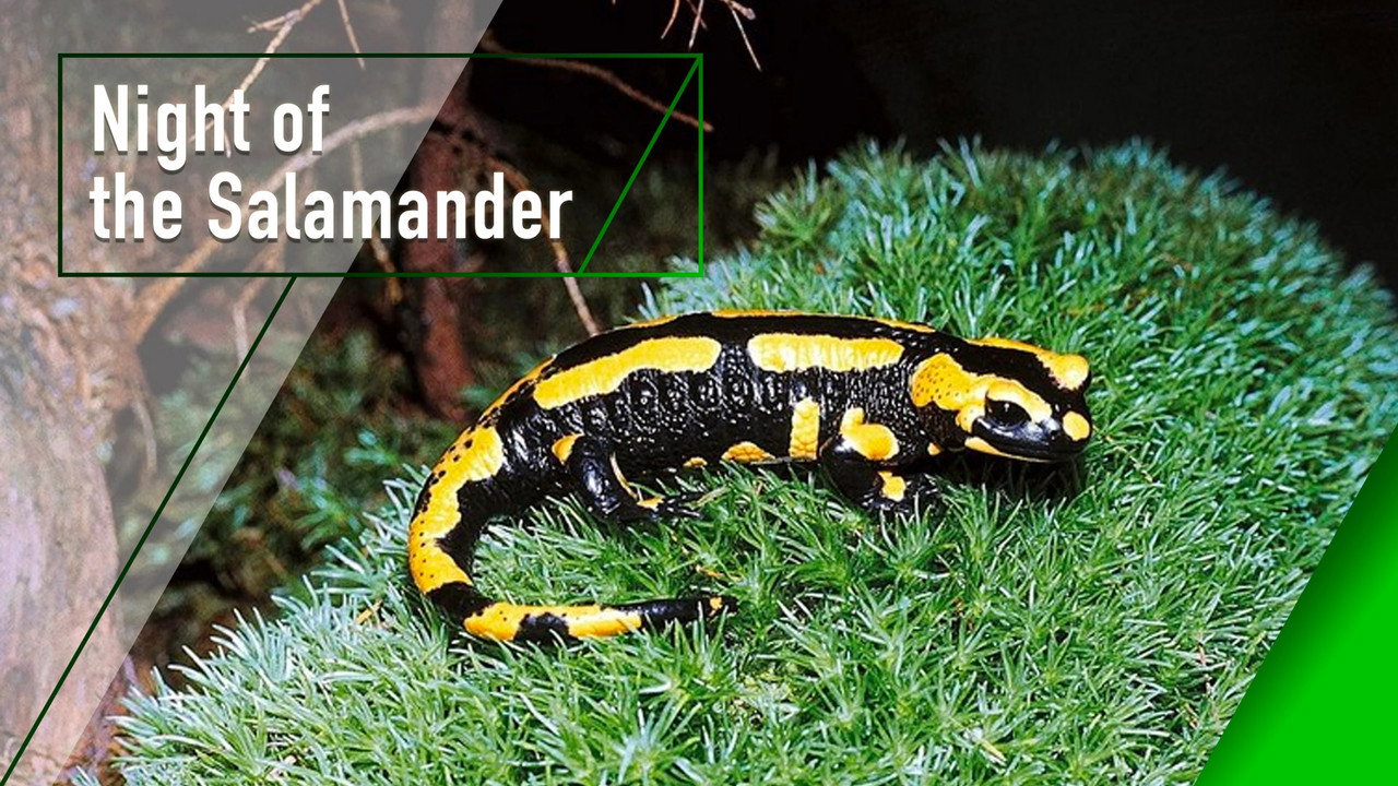 Night of the Salamander backdrop