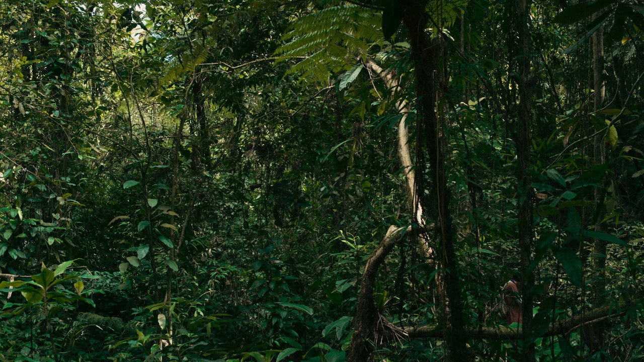 O verde fascínio me faz distante backdrop