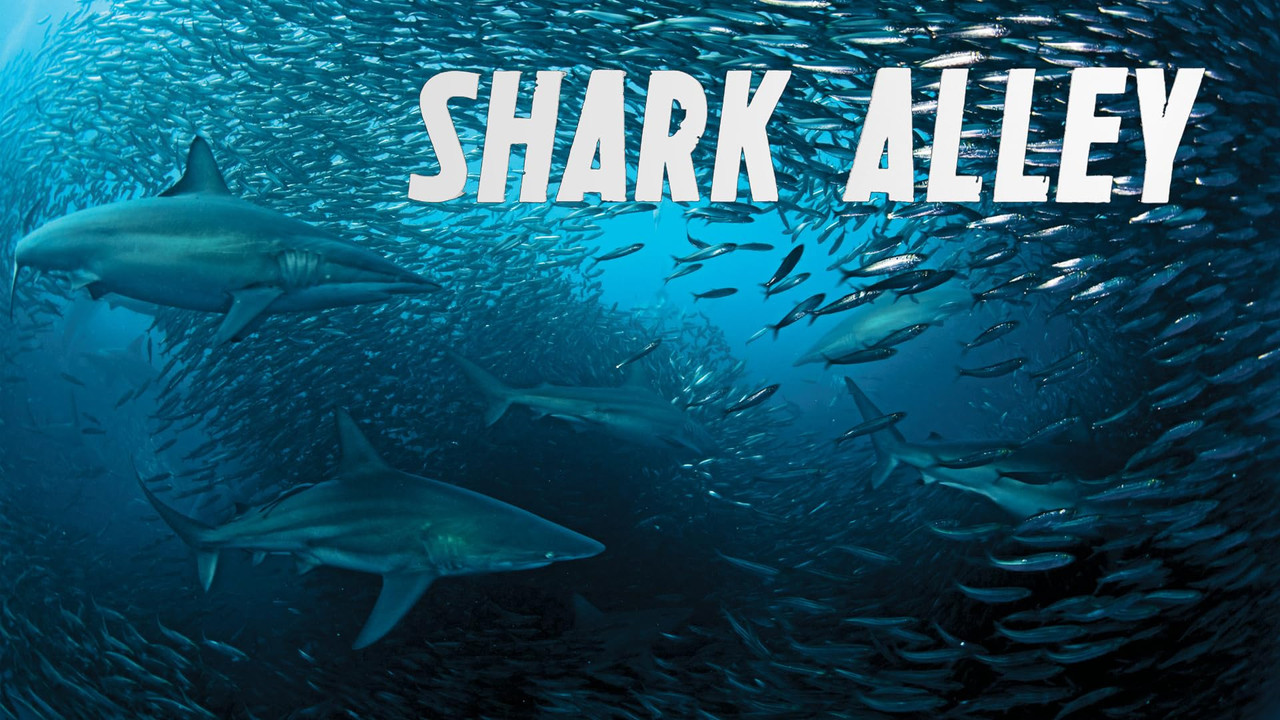 Shark Alley backdrop