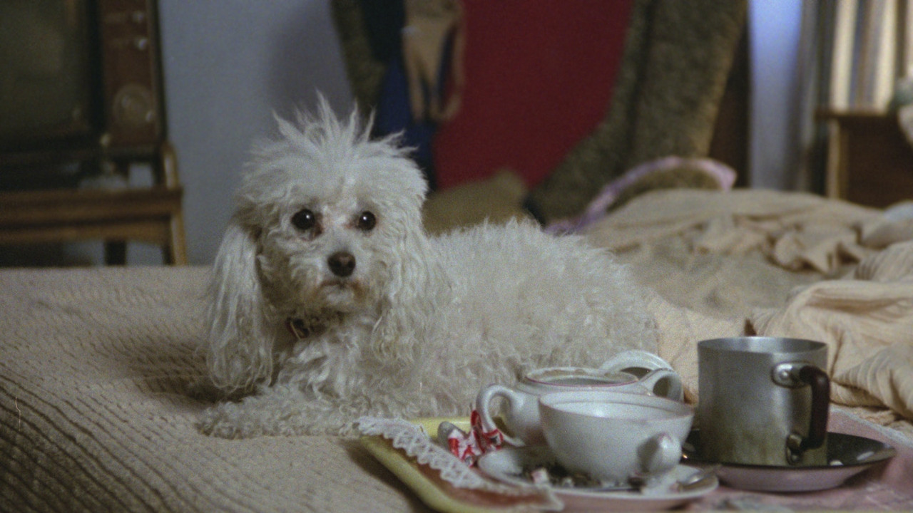 Poodle backdrop