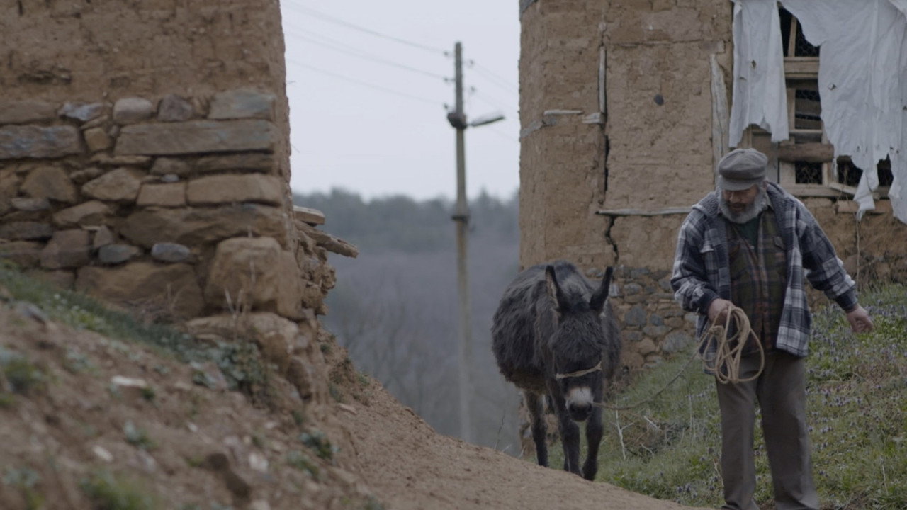 Donkey backdrop