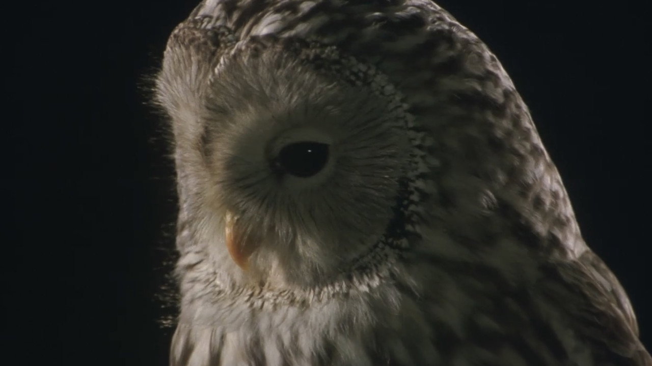 Owl backdrop