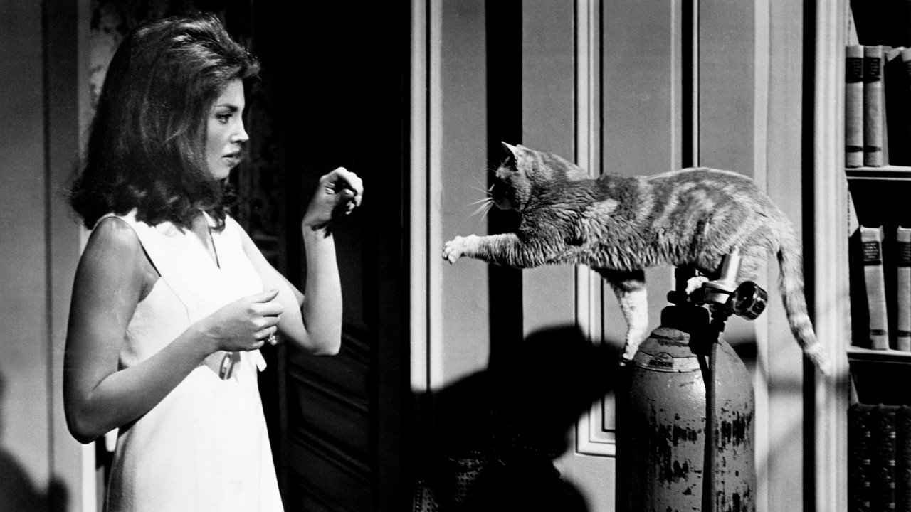 Eye of the Cat backdrop