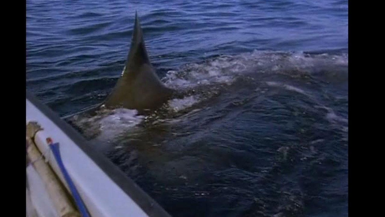 Great White Shark - The Silent Stalker backdrop