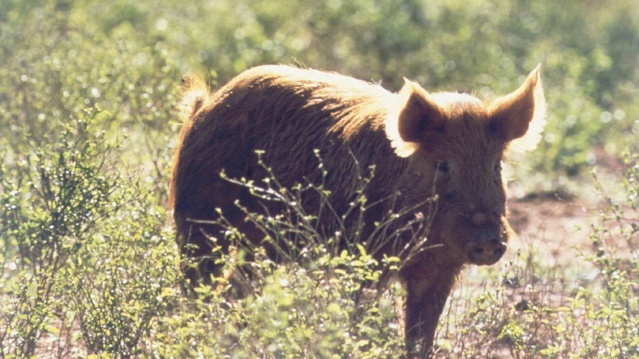 Pig Hunt backdrop