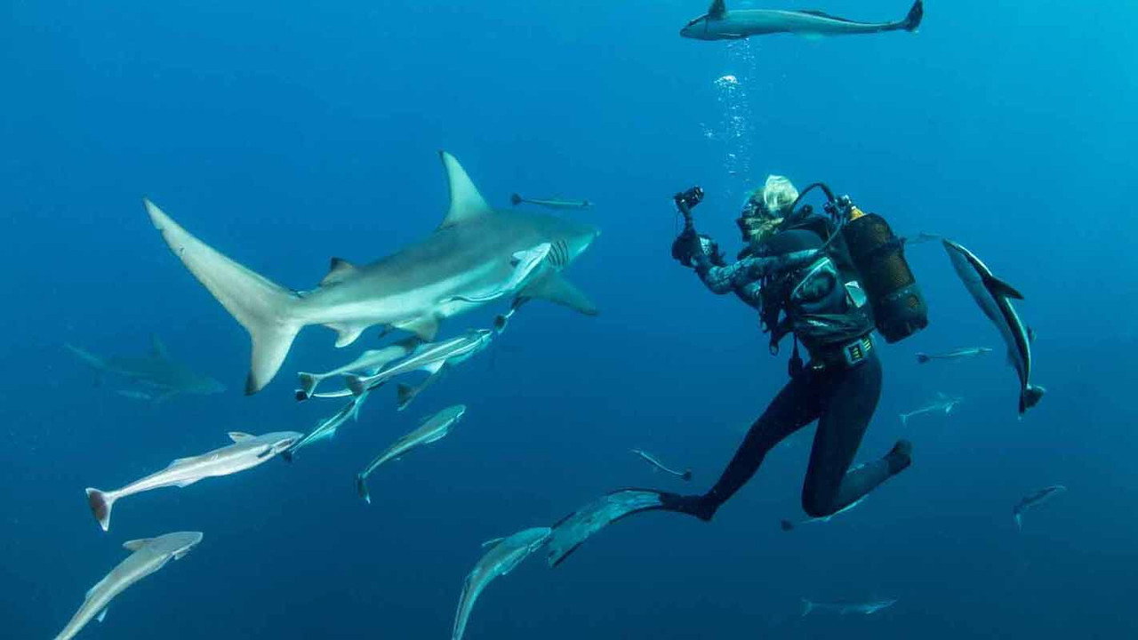 Sharkwise backdrop