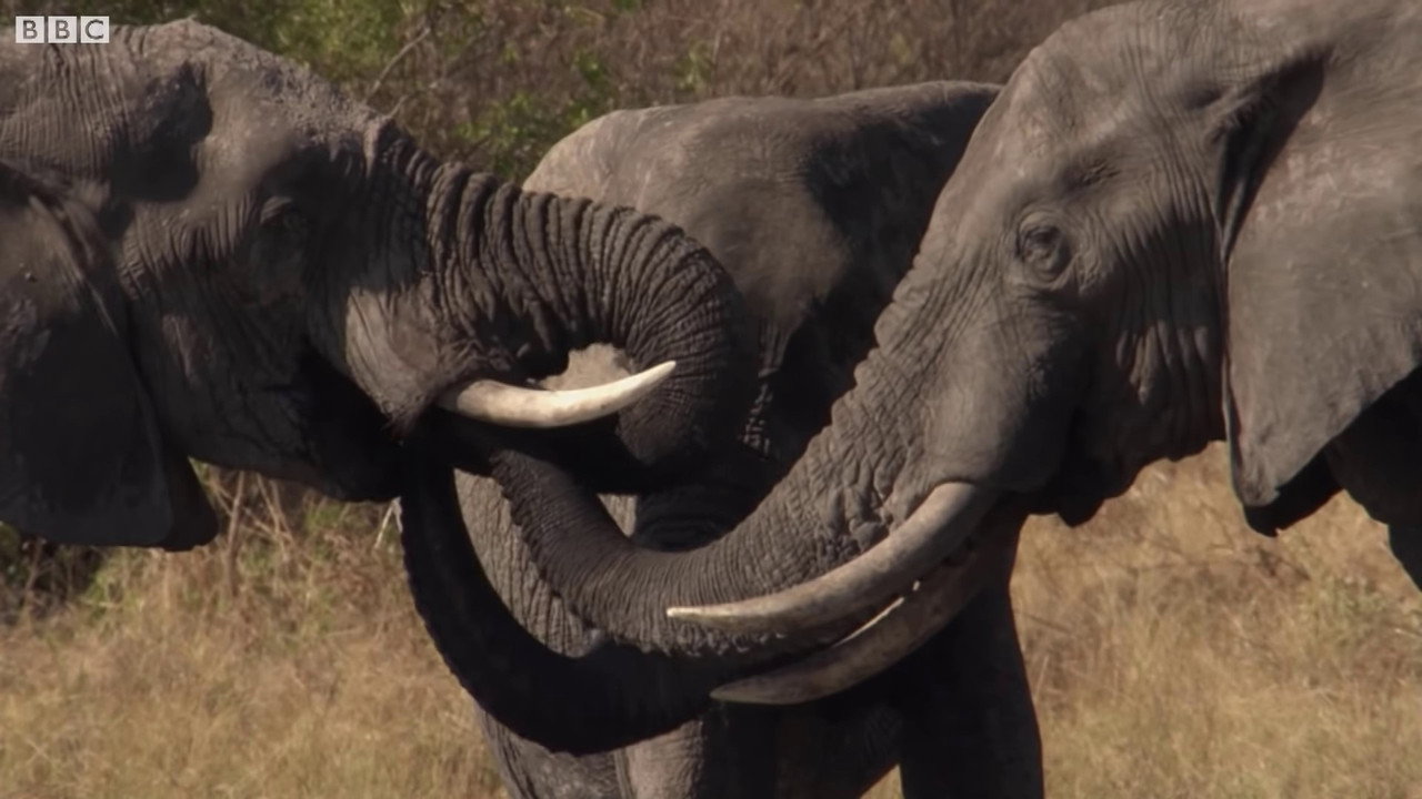Botswana: Trouble in the Elephant Sanctuary backdrop