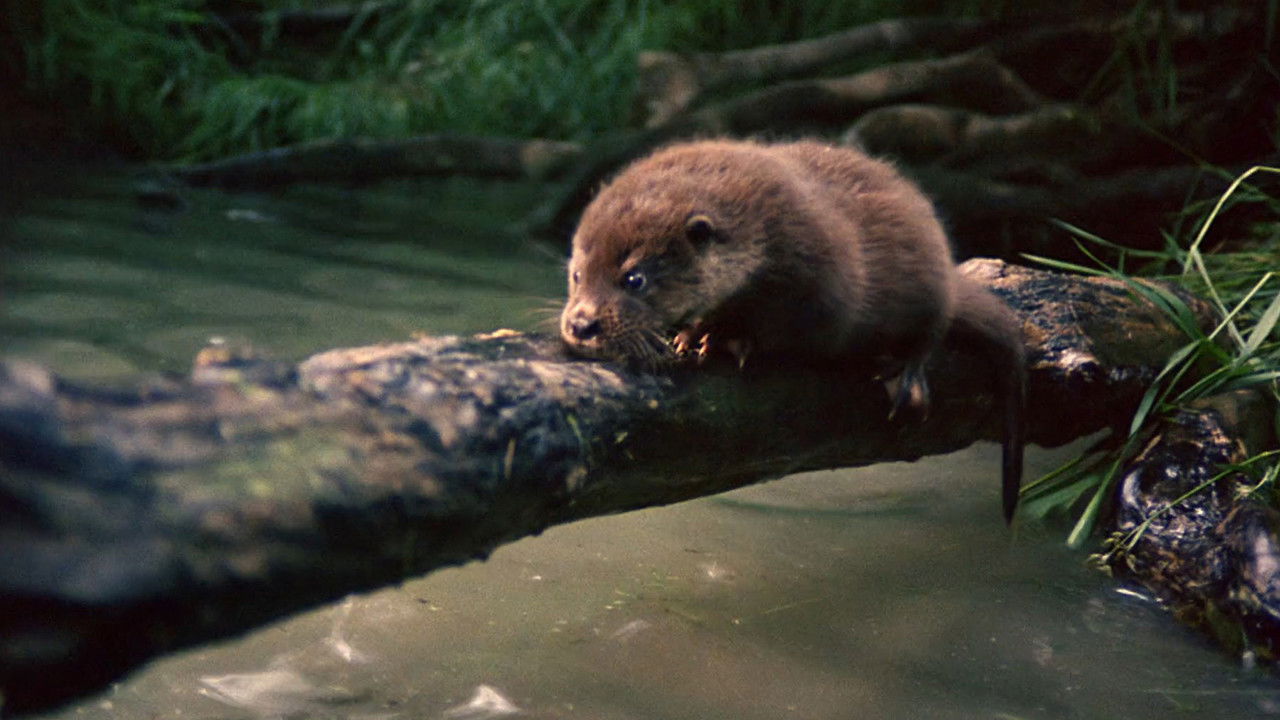Tarka the Otter backdrop