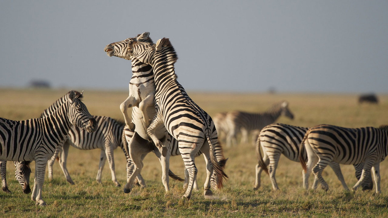 Nature: Great Zebra Exodus backdrop