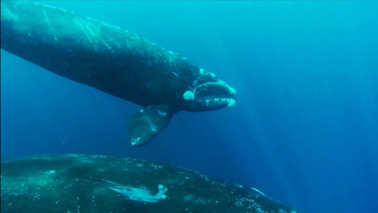 The Charm of Whales backdrop