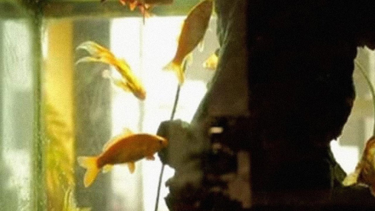 L’Aquarium et la Nation backdrop