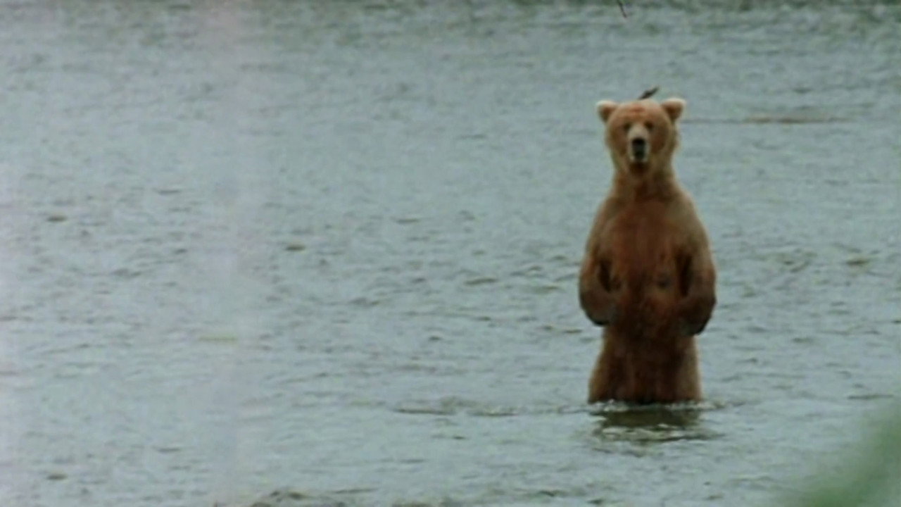 Bear Wars backdrop
