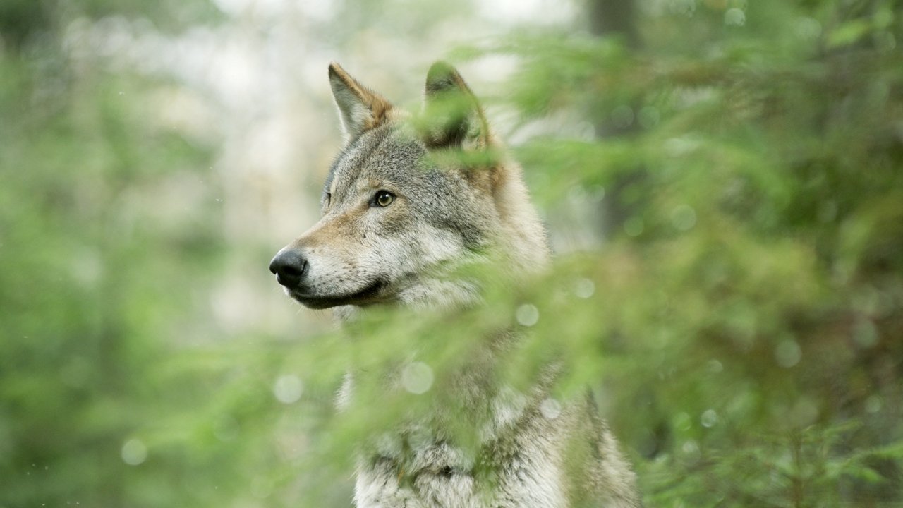 Wolf: Wanderer Without Borders backdrop