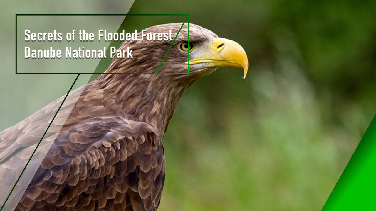 Secrets of the Flooded Forest - Danube National Park backdrop