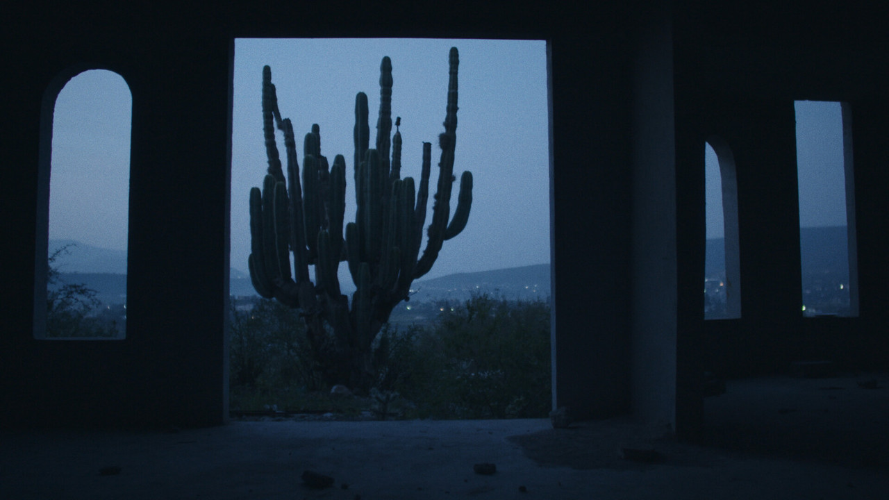 Night Of The Coyotes backdrop