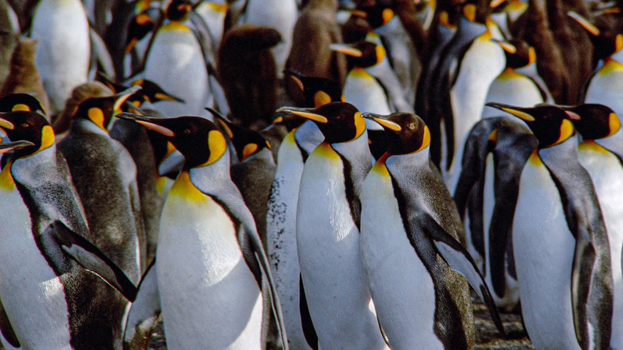 The Congress of Penguins backdrop