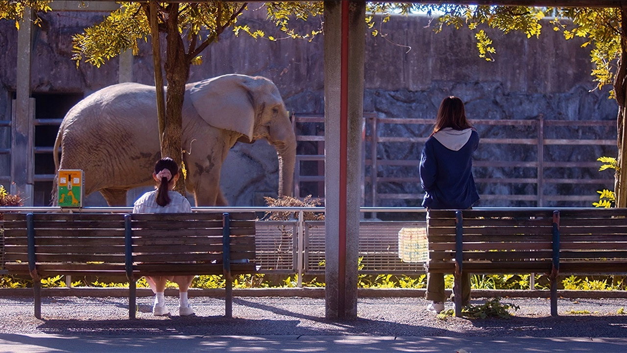 Women in the Zoo backdrop