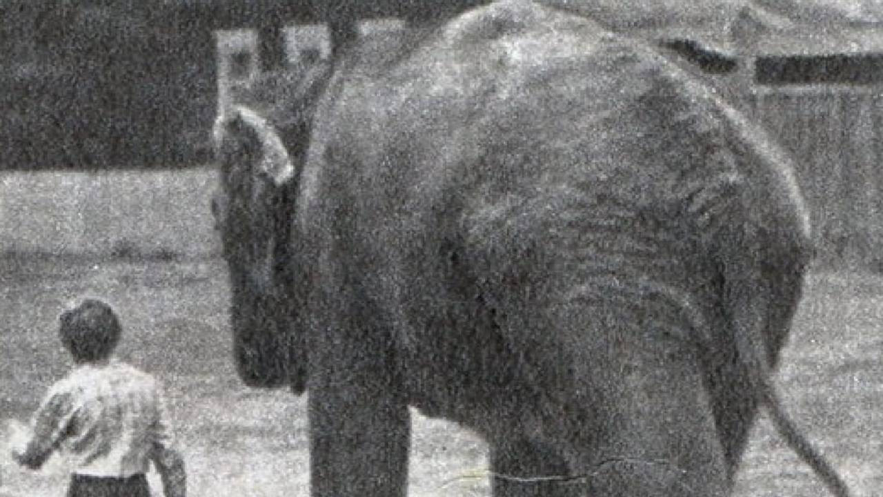 The Elephant Got Lost backdrop