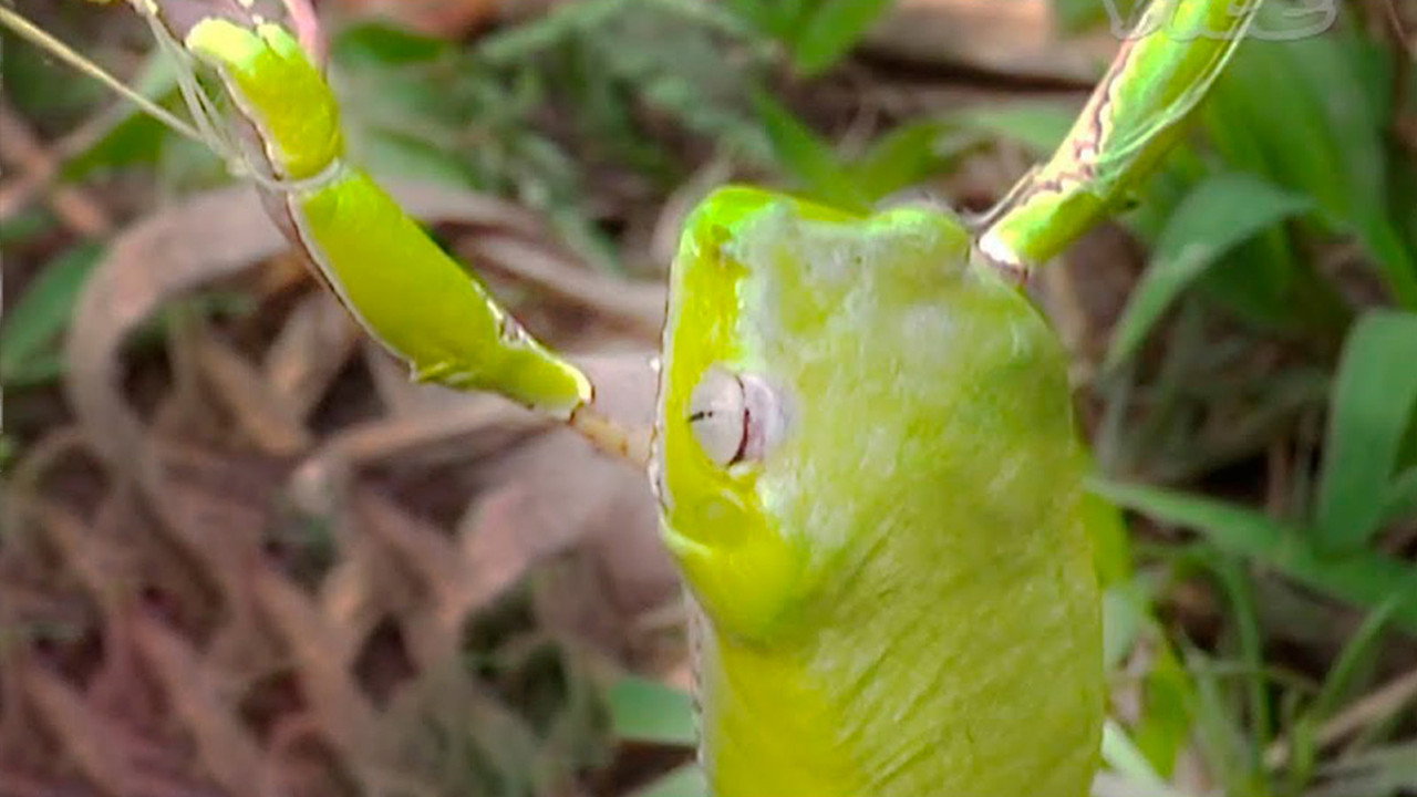 Tripping on Hallucinogenic Frogs backdrop