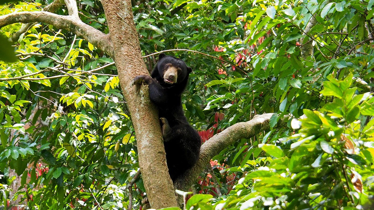 Borneo: The Fascination of Asia backdrop