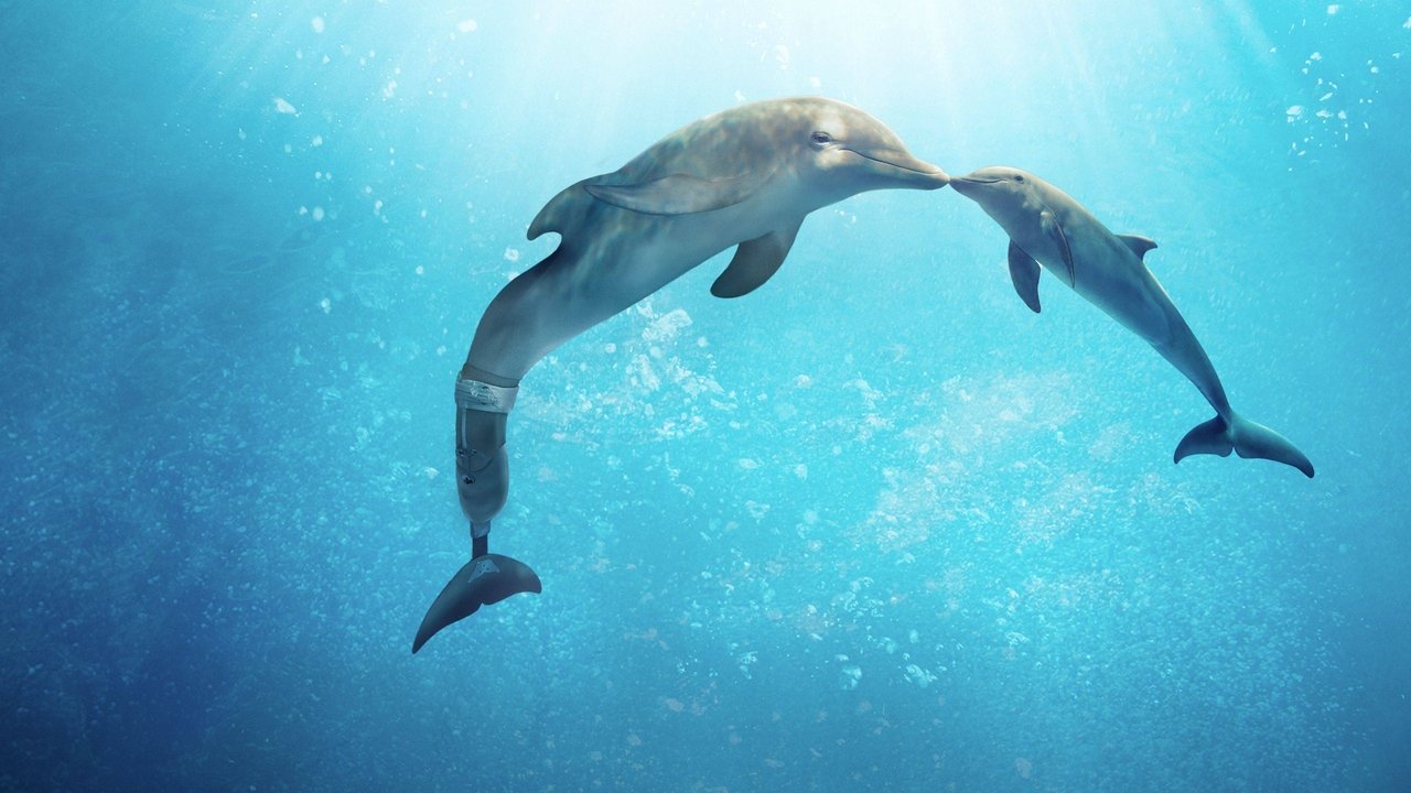 Dolphin Tale 2 backdrop