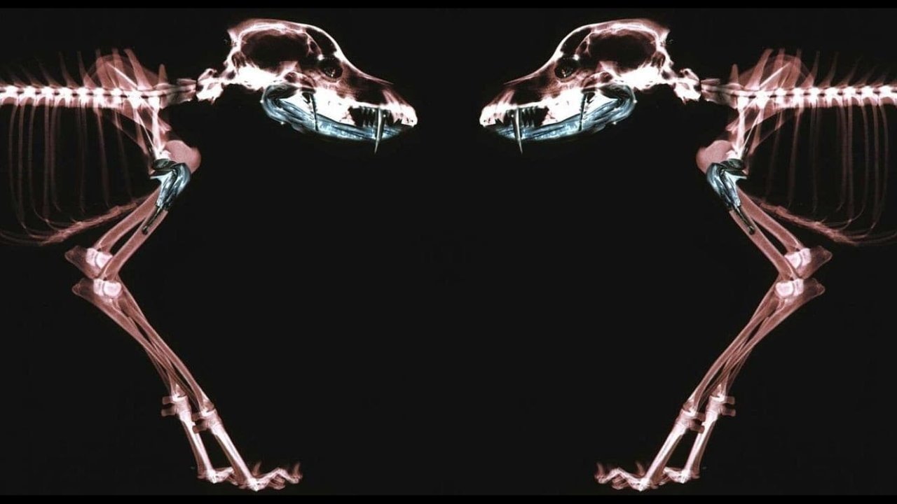 Rottweiler backdrop