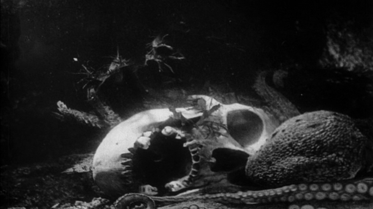 The Octopus backdrop