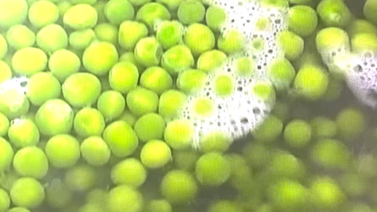 Peas backdrop