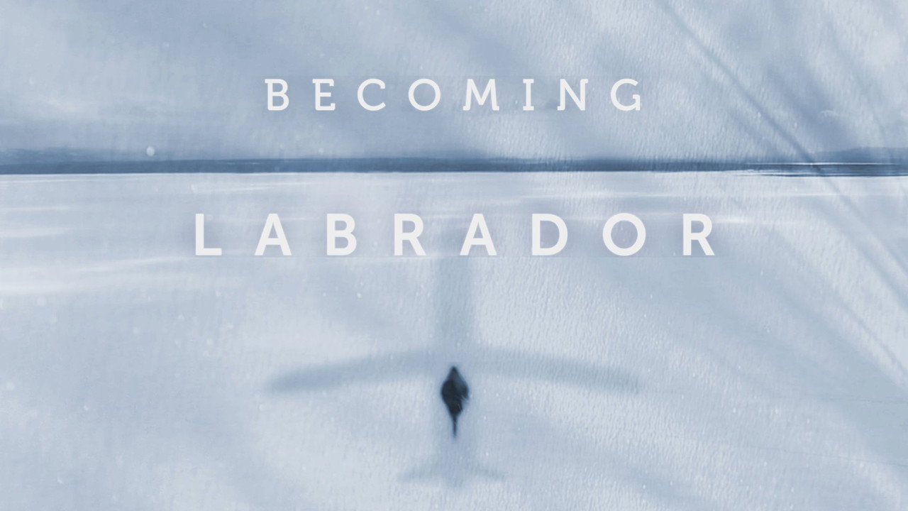 Becoming Labrador backdrop