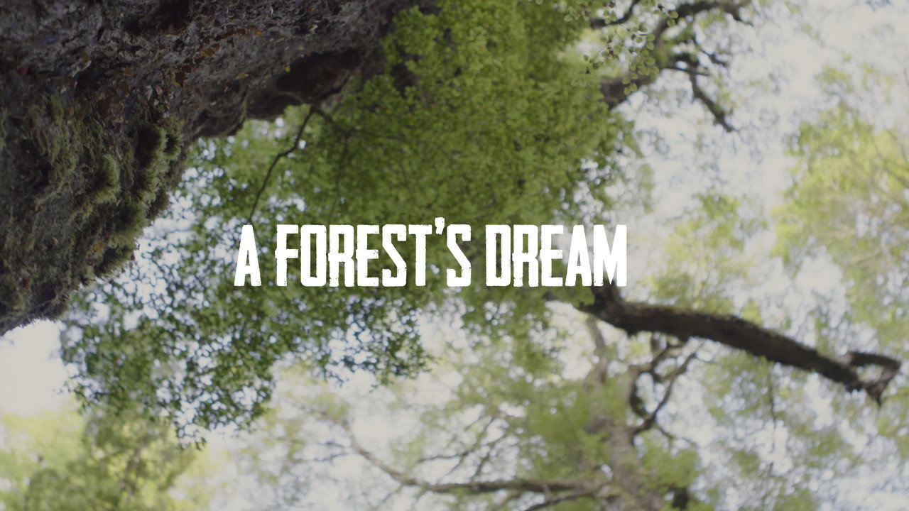 A Forest's Dream backdrop
