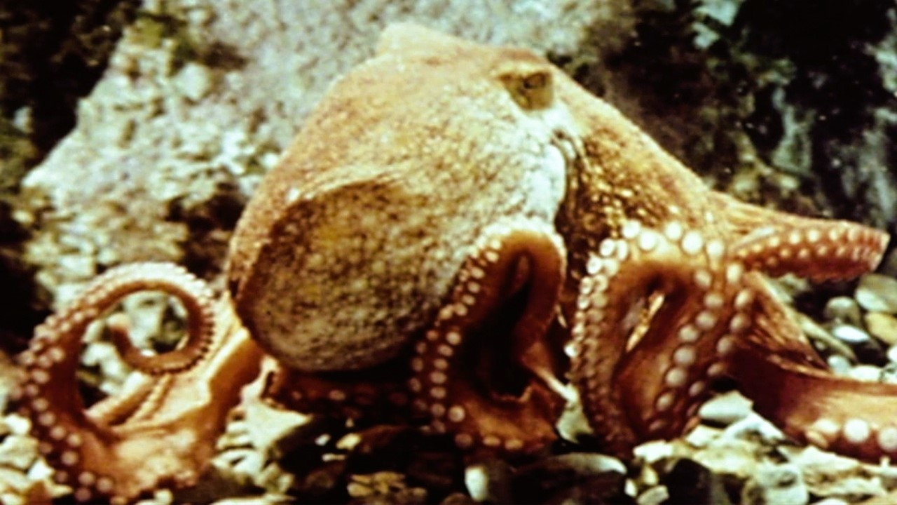 The Love Life of an Octopus backdrop