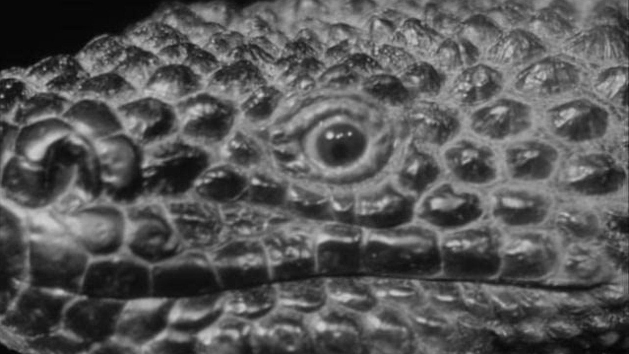 The Giant Gila Monster backdrop