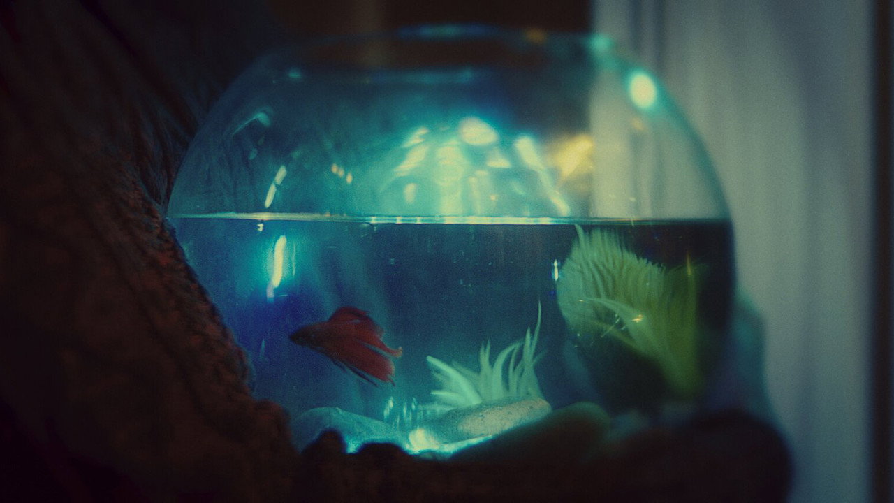 Betta backdrop