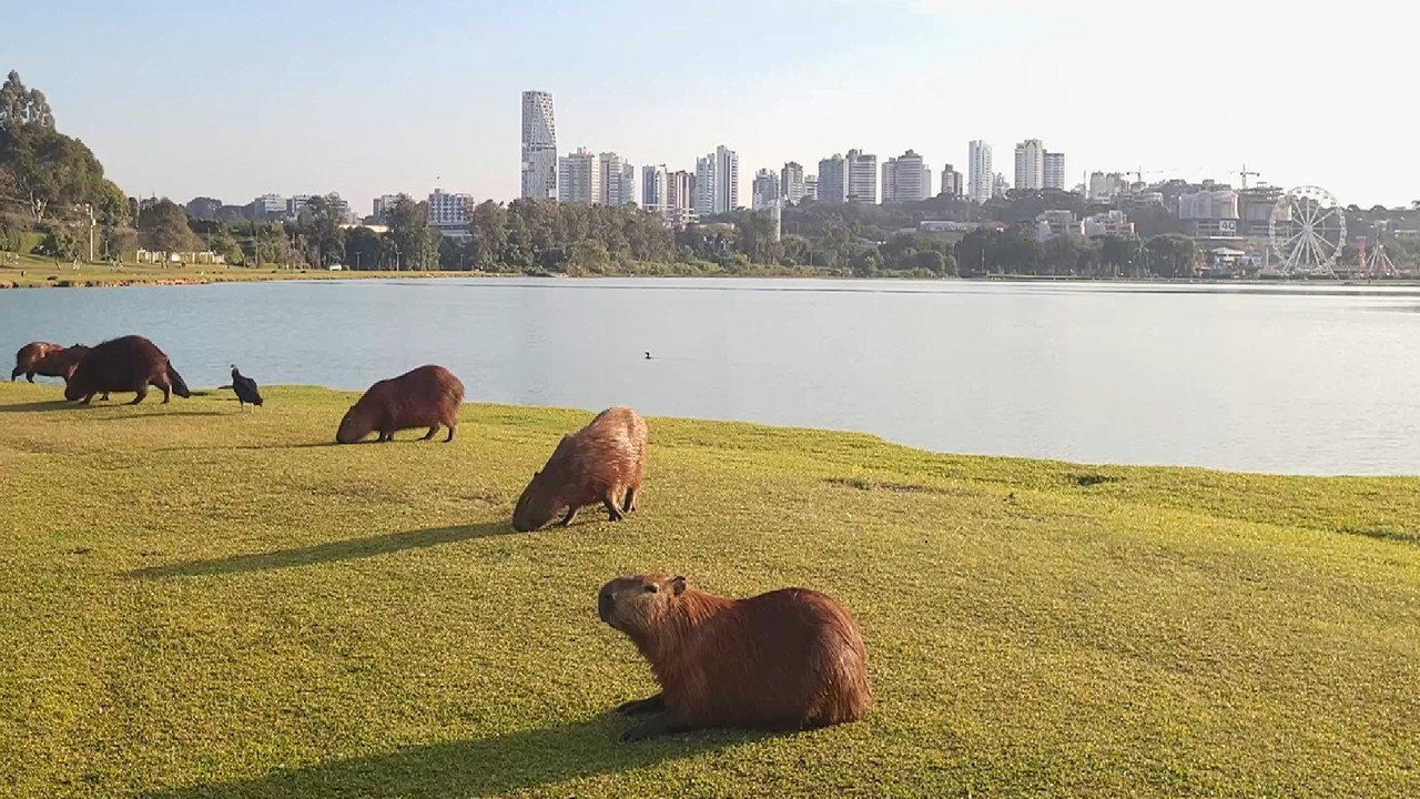 Curitiba: Labirinto Urbano backdrop