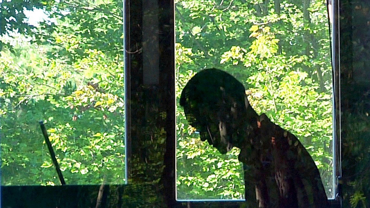 A Will for the Woods backdrop