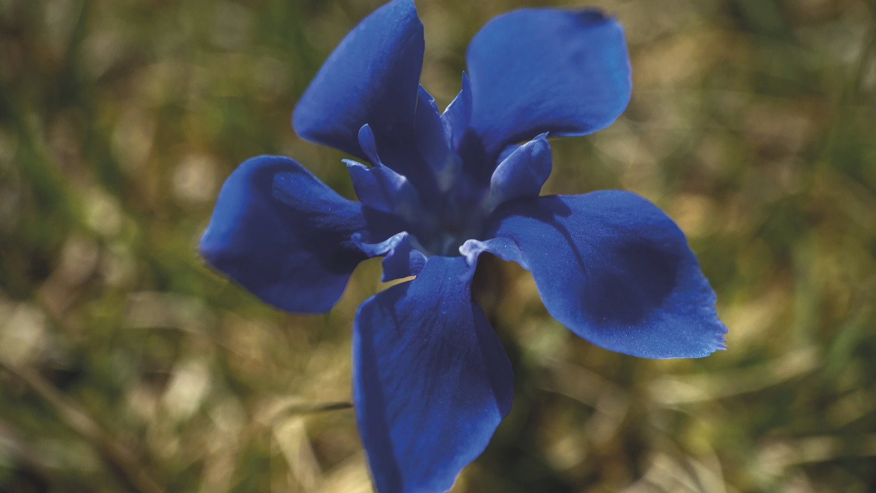 Throw Them Up and Let Them Sing backdrop