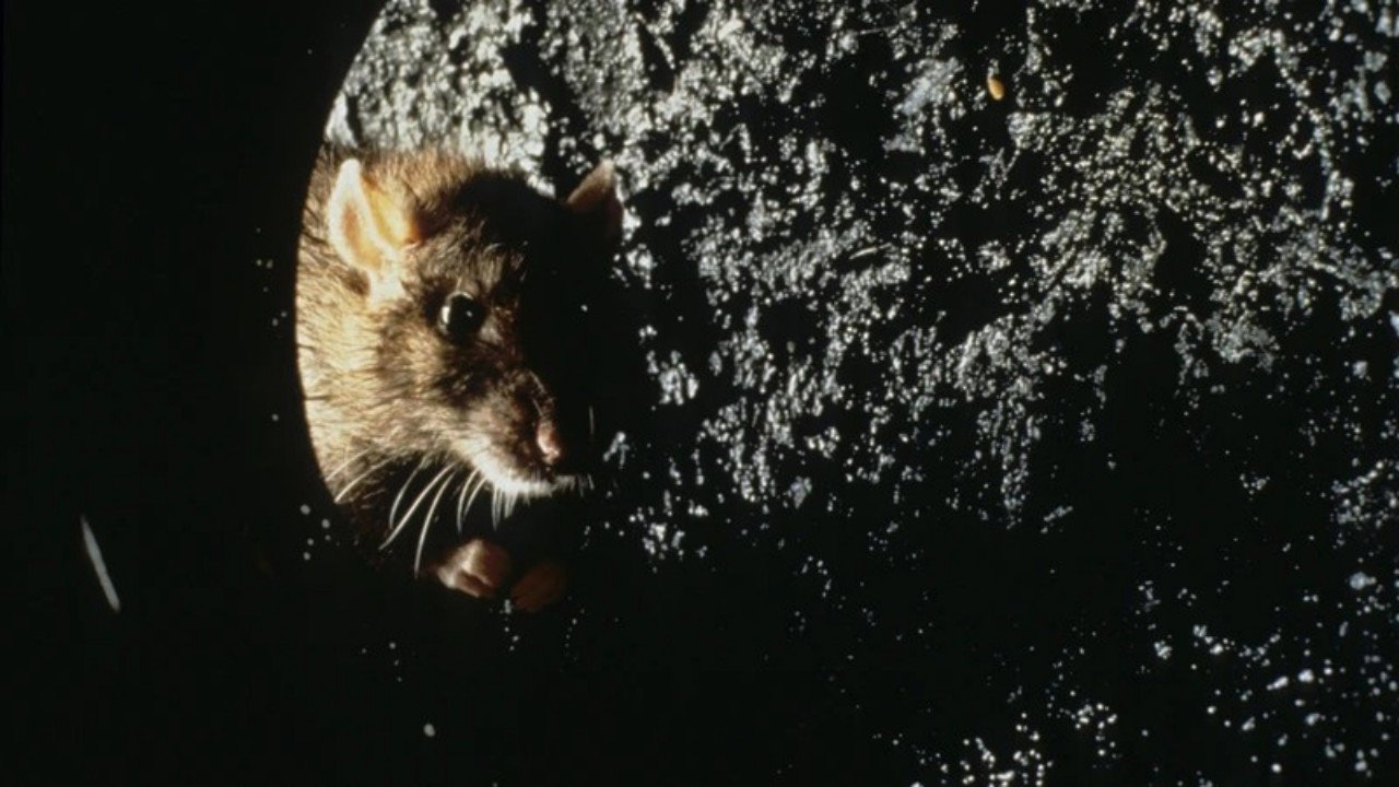 Rat backdrop