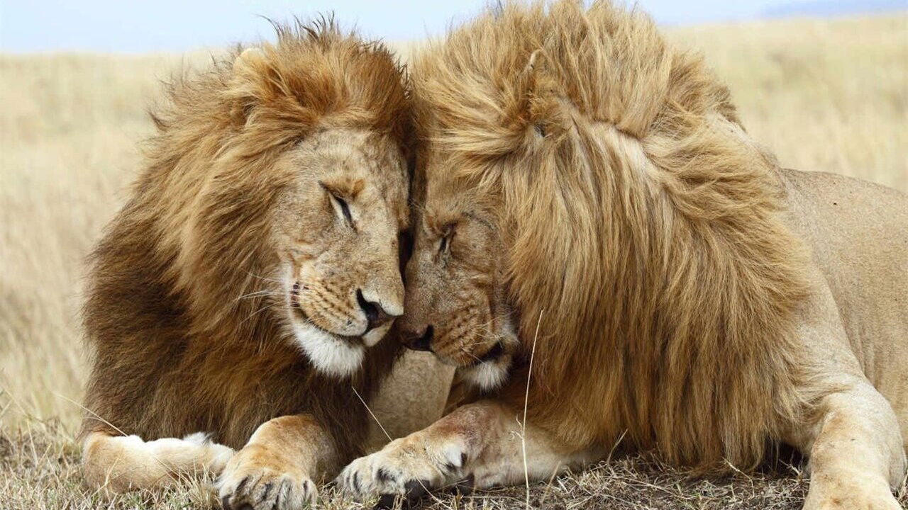 Second Nature: Gender and Sexuality in the Animal World backdrop