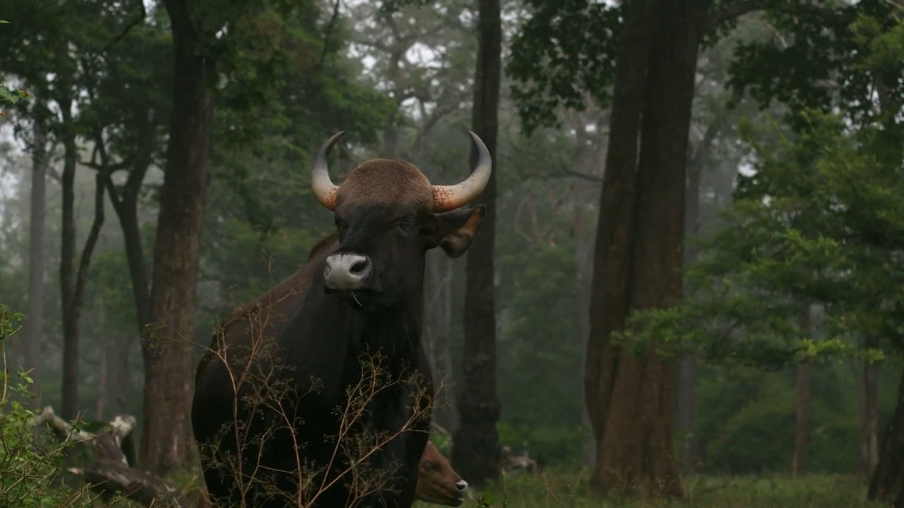 Wild Karnataka backdrop