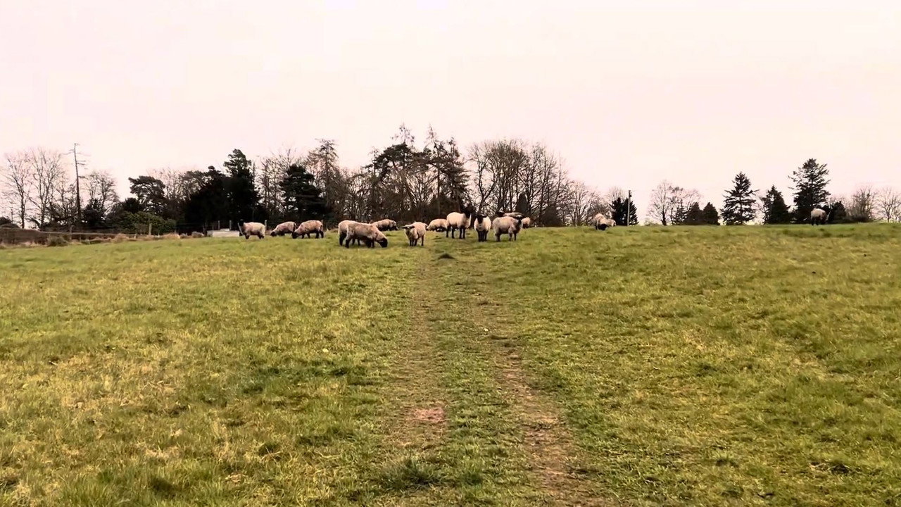 A Field of Sheep Part 2 backdrop